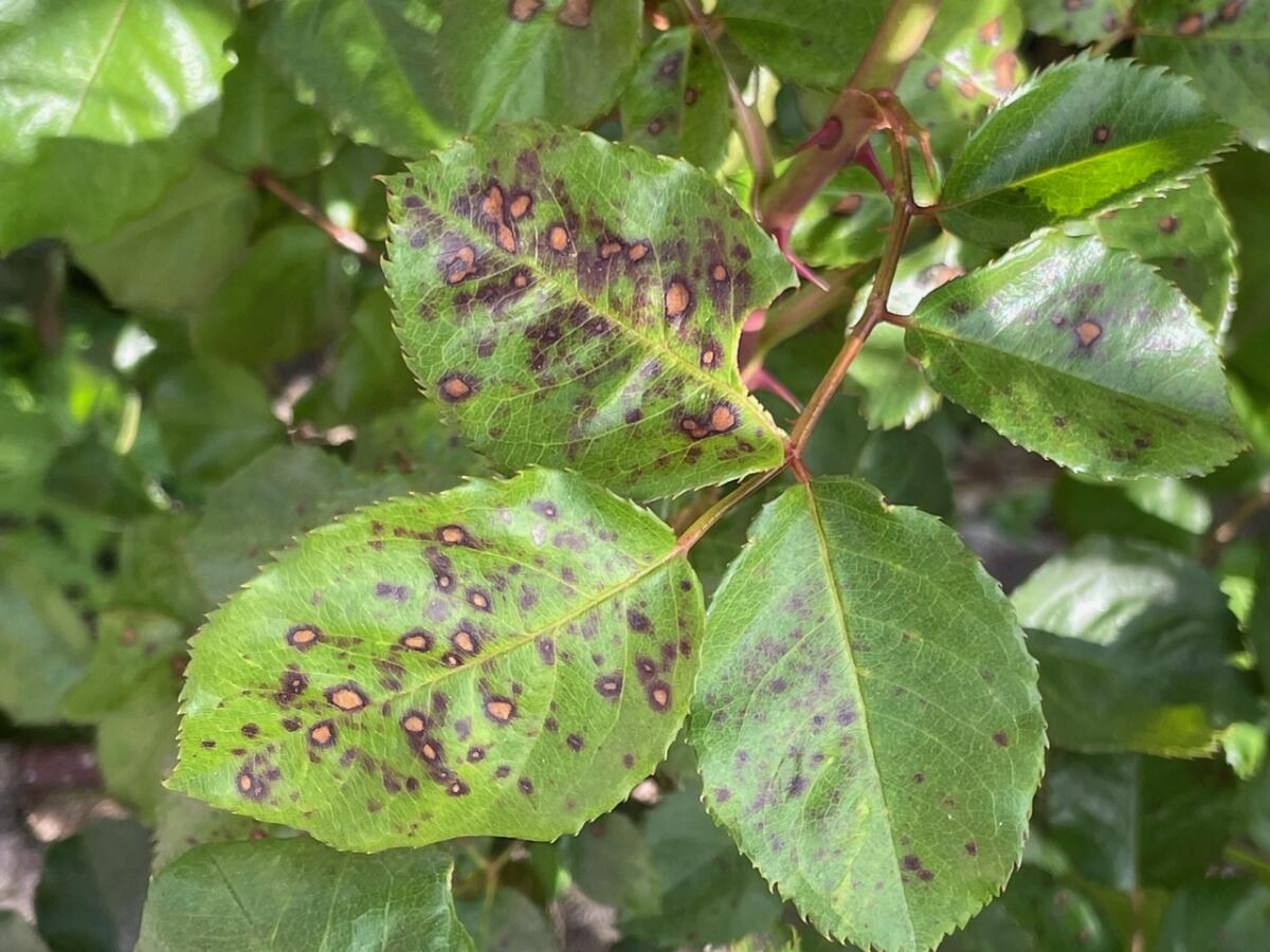 Anthracnose starts out as small reddish purple spots on the rose leaves.