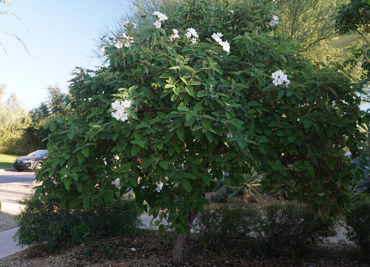 Cordia boissieri, known as Texas olive.