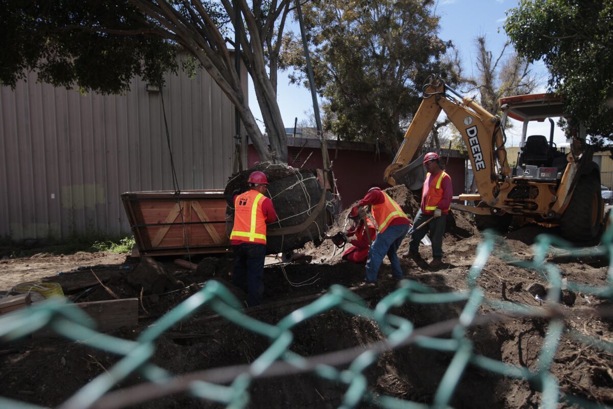 Crews remove trees at Bergamot Station along Olympic Boulevard at 26th Street in Santa Monica in preparation for construction of Phase 2 of the Expo Line.