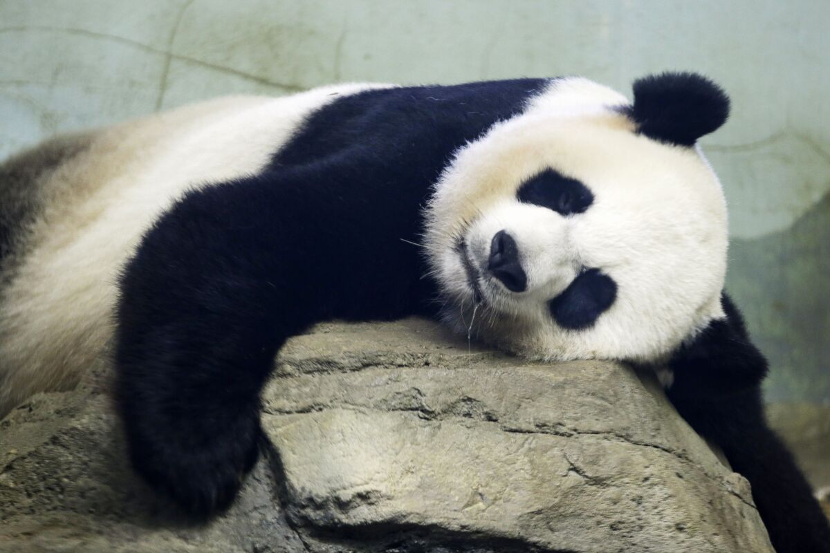 The Smithsonian National Zoo's Giant Panda Mei Ziang, sleeps in the indoor habitat at the zoo in Washington. 