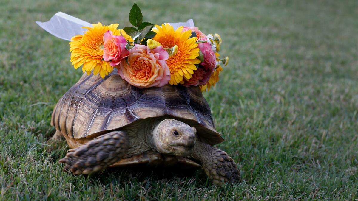 Pearl sports an edible flower crown at home in Long Beach. The tortoise was found wandering in a back alley in Long Beach.