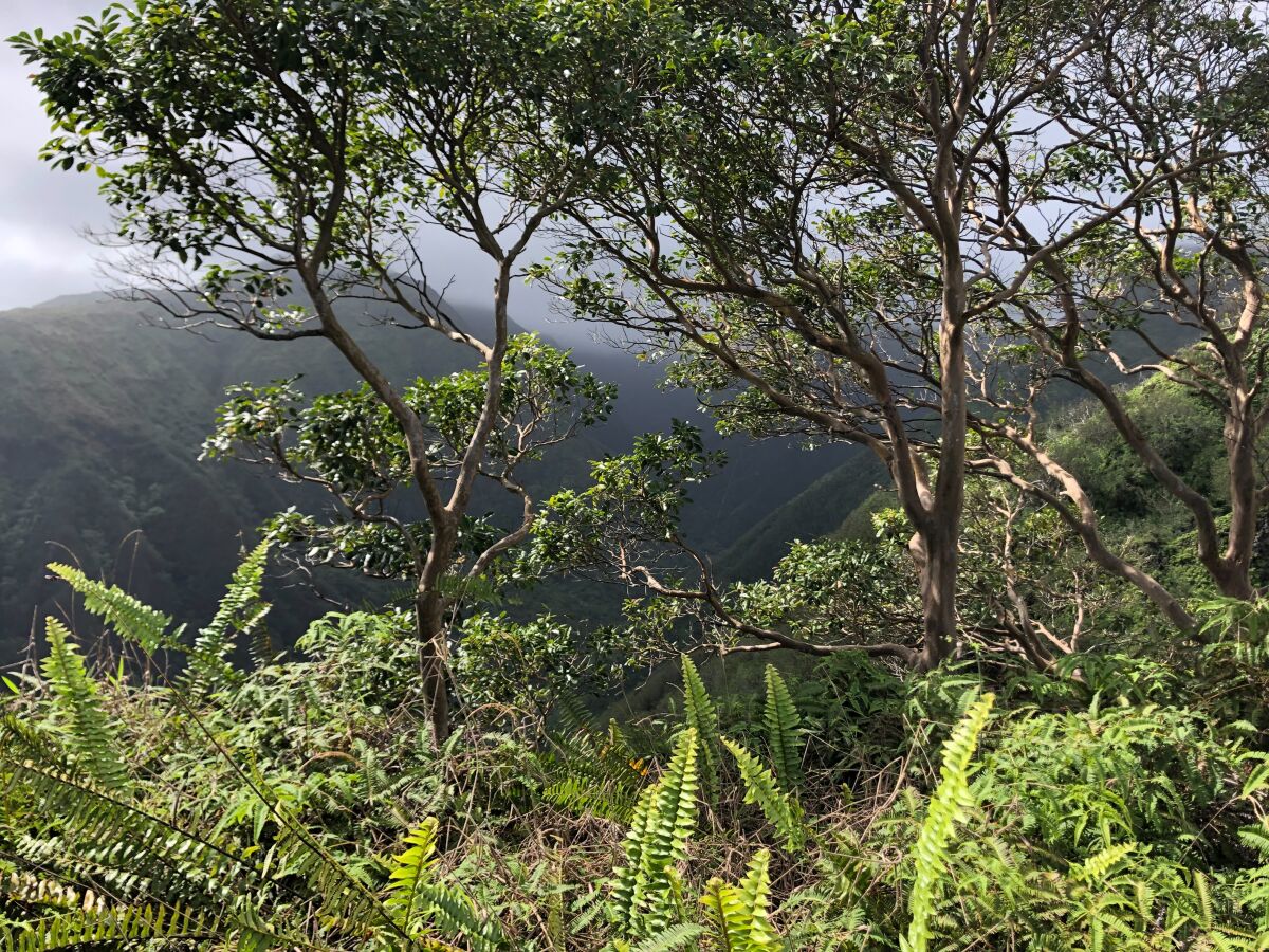 The beaches, mountains and waterfalls in Maui are a treat to all the senses, Chi Varnado writes.