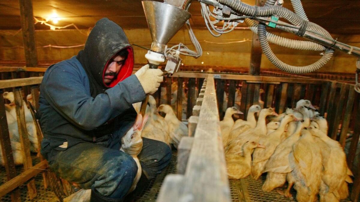 A worker uses a funneled pipe to force-feed a measured dose of corn mush to a Moulard duck in its pen at Sonoma Foie Gras in Farmington, Calif. in 2003.