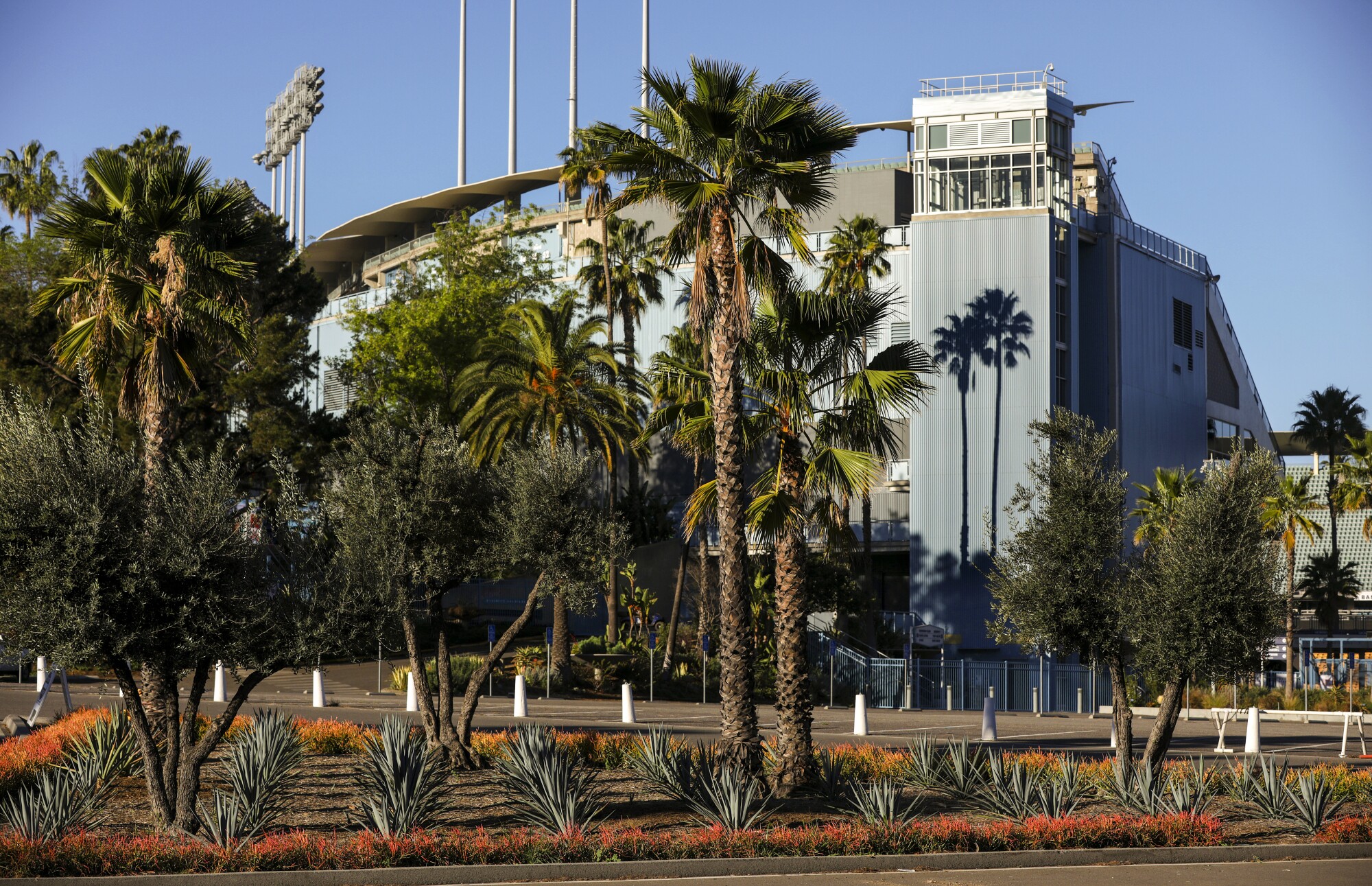 A parking island filled with agave and palm trees in front of Dodger Stadium