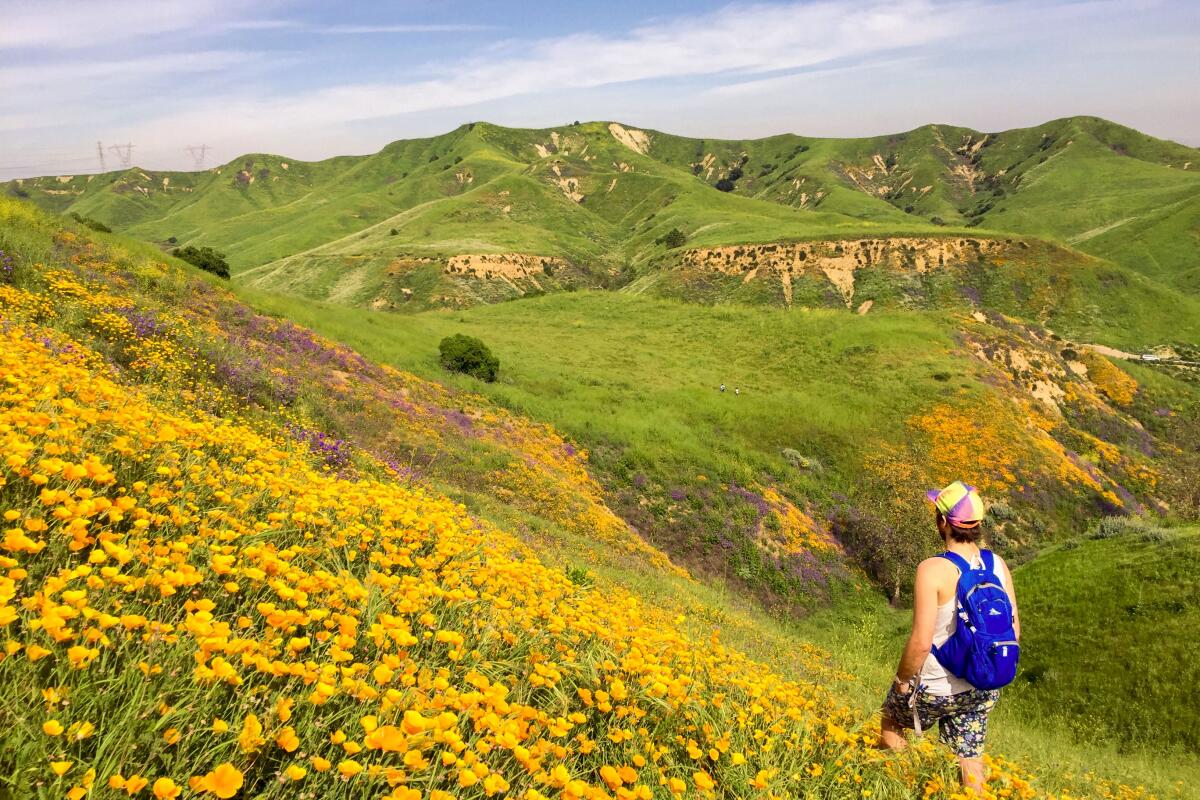 person wearing a blue backpack walks on a trail through hills of yellow flowers 