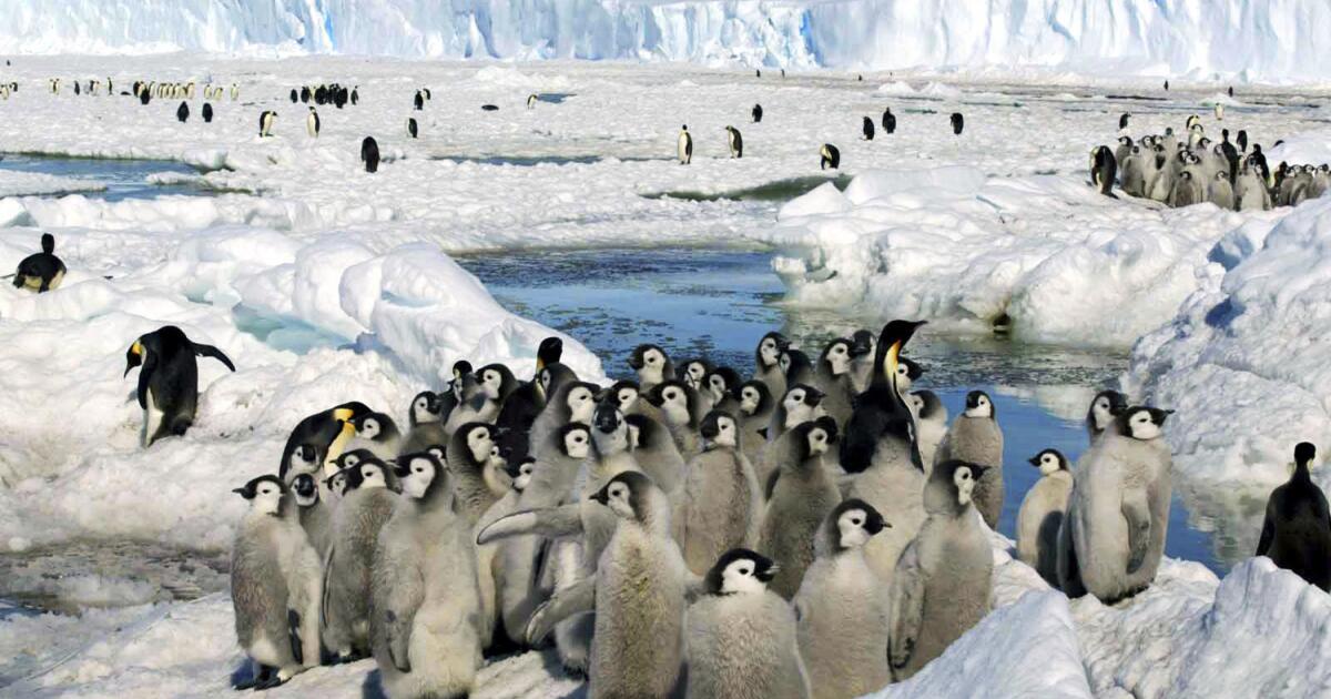 Record sea ice melt in Antarctica doomed thousands of penguin chicks to a watery grave