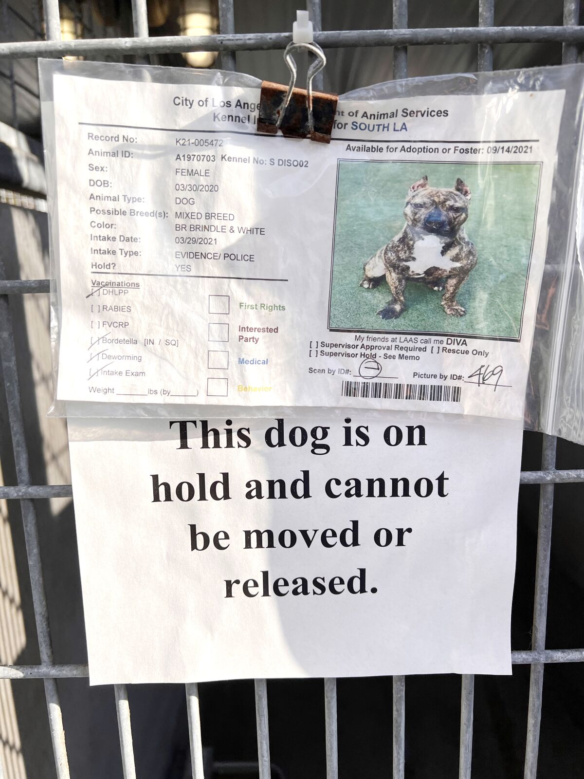 . shelters now allow volunteers to walk 'evidence' dogs - Los Angeles  Times
