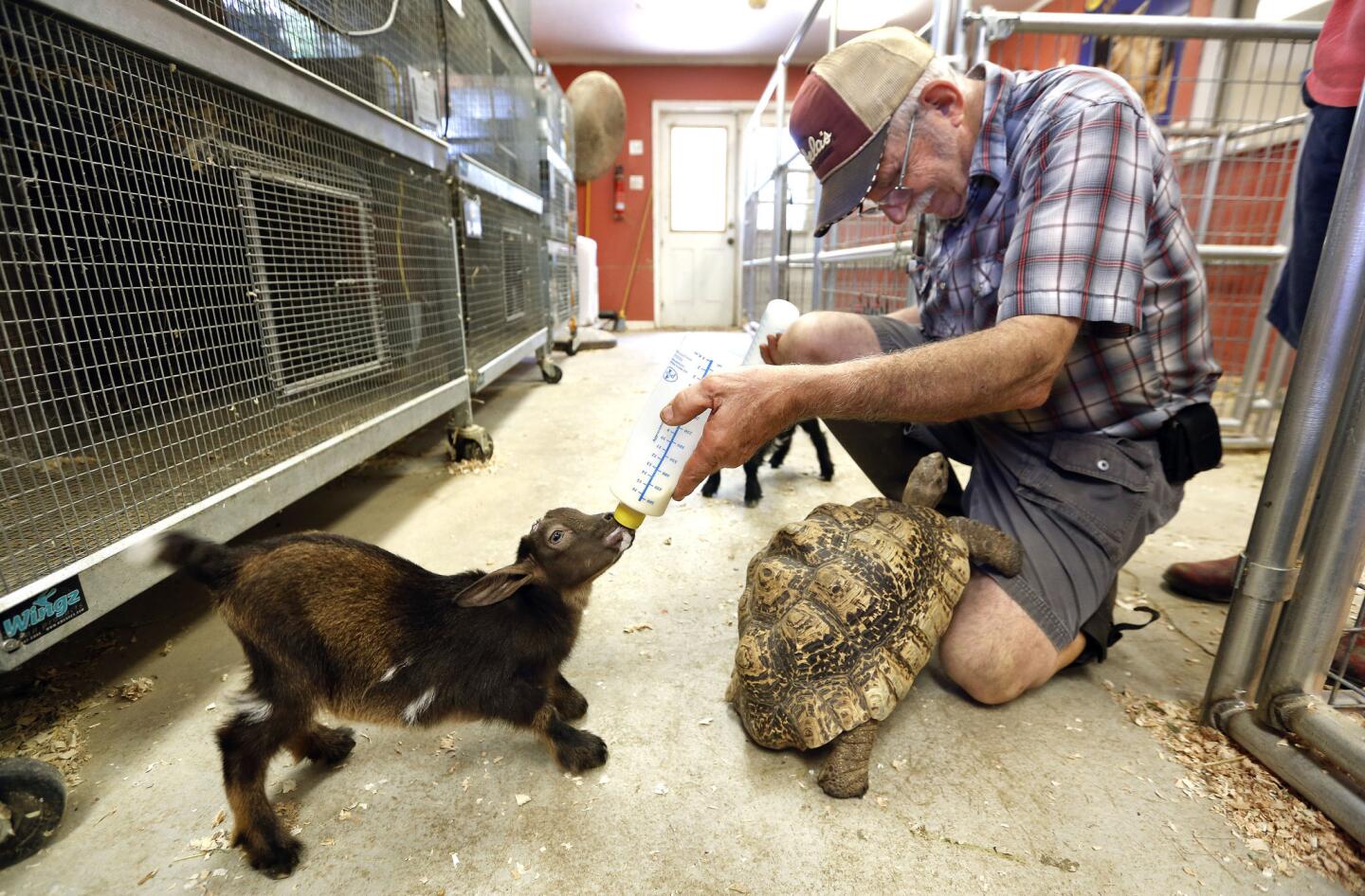 A turtle and a goat walk into a farm