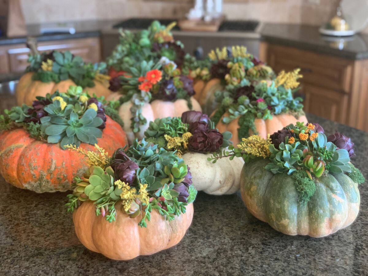 The pumpkin holiday succulents were handmade by the Las Damas board members at Fairbanks Ranch resident Diane Dale's home.