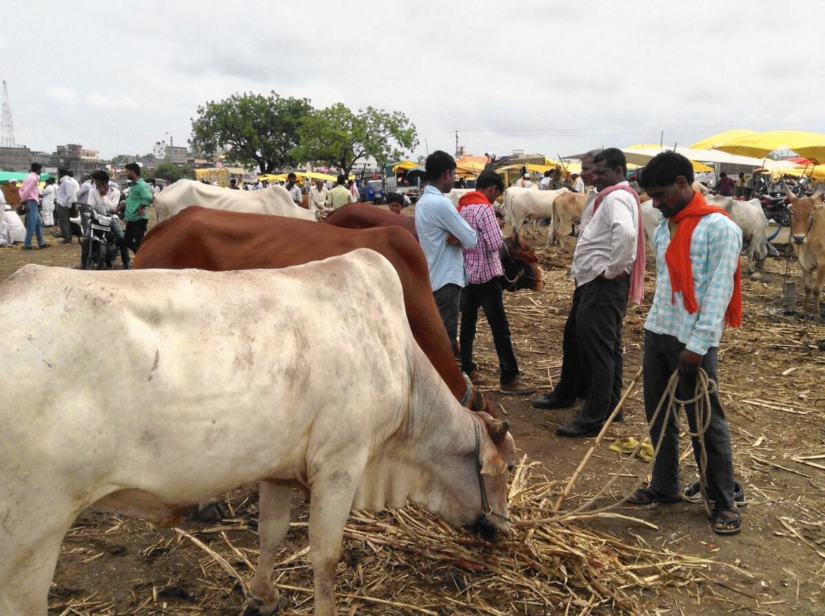 Cattle for sale at a Rajur market in the Indian state of Maharashtra.