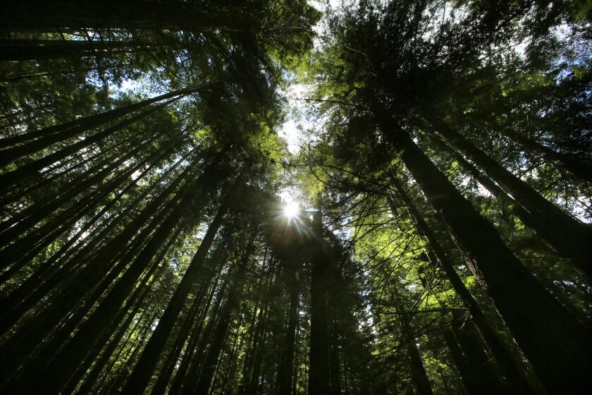 WEOTT, CA., APRIL 22, 2014: the sun peeks through the thick canopy of trees encircling hikers in Humboldt Redwoods State Park off the Avenue Of The Giants near Weott , California April 22, 2014 (Mark Boster / Los Angeles Times )