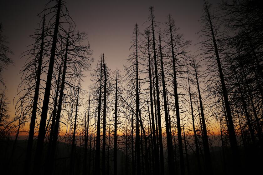 SPRINGVILLE, CA - OCTOBER 28: Sunset obscured by smoke filled skies near Alder Creek Grove where Sequoia trees had grown on this Sierra Nevada ridgetop for well over 500 years. Christy Brigham, science chief of Sequoia and Kings Canyon National Parks has known since she arrived in Sequoia-Kings Canyon five years ago that the parks' average of 1,000 acres a year of controlled burns is not enough but there's the public's dislike of smoke from controlled burns. People call up their congressional offices, which then tell the forest: Don't let the burns go on too long. But one way or another, there's going to be smoke in the Sierra. Giant Sequoia National Monument on Wednesday, Oct. 28, 2020 in Springville, CA. (Al Seib / Los Angeles Times