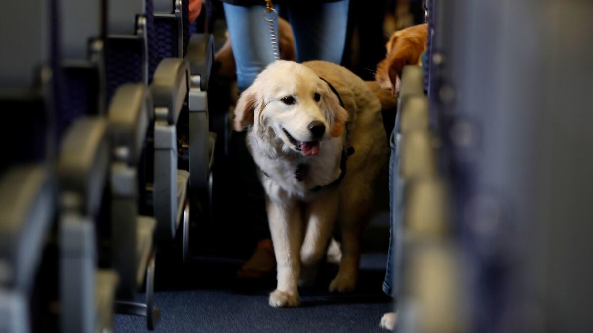 A service dog strolls through a plane while taking part in a training exercise at Newark Liberty International Airport in New Jersey.