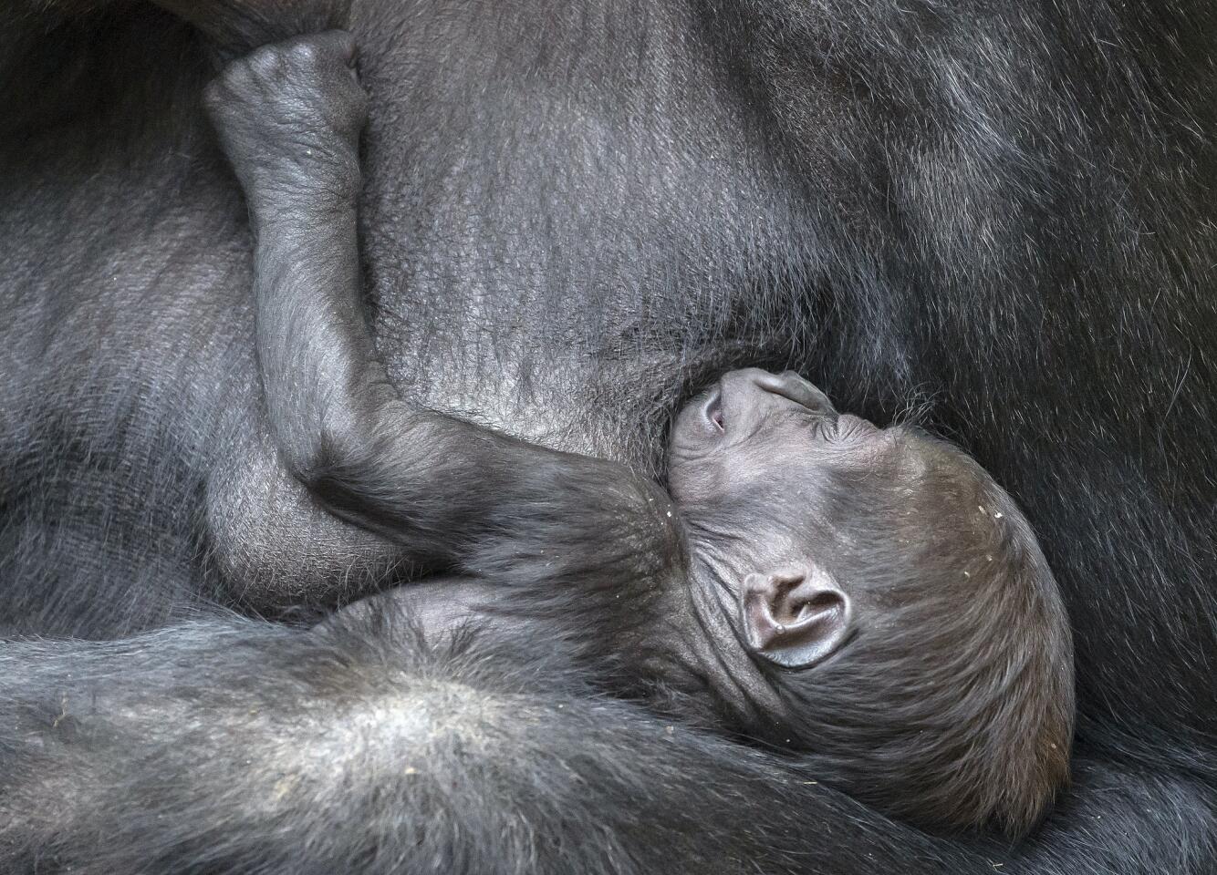 The newborn gorilla sleeps in the arms of her mother Kibara at the zoo in Leipzig, Germany, Wednesday, Jan. 18, 2017. The female baby gorilla was born on Dec. 4, 2016. (AP Photo/Jens Meyer)