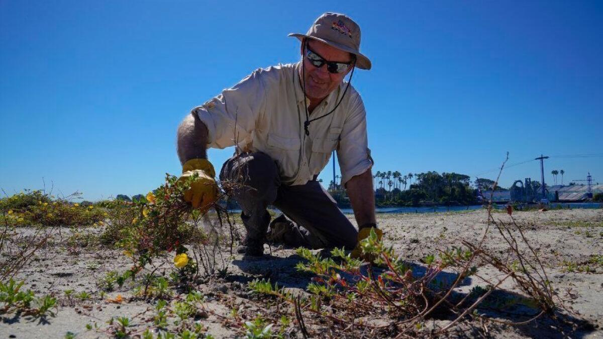 Robert Slavey from Rancho Penasquitos was among the volunteers on Sunday who helped the San Diego Audubon Society on their restoration project. The group helped remove vegetation on Fiesta Island in a fenced off area designated for the California Least Tern nesting.