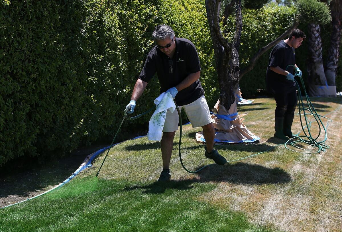 Green Canary President Shawn Sahbari sprays green water-based paint on a partially dead lawn at in San Jose. A new law signed by the governor Monday prohibits homeowners associations from fining residents for brown lawns during droughts.