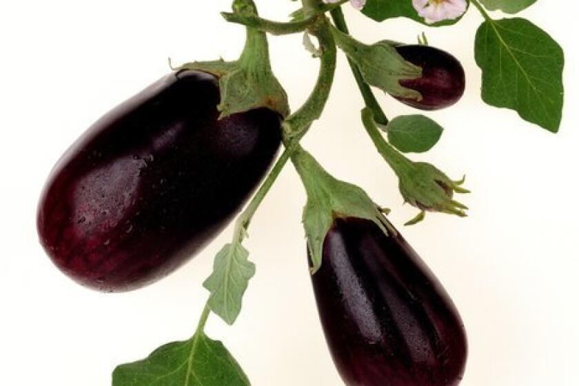 With proper pruning and feeding, eggplant can be grown as a perennial, though gardeners should be prepared for harvests to decline eventually.
