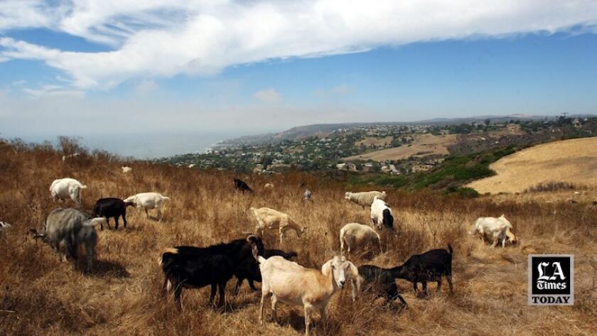 No kidding: California overtime law threatens use of grazing goats to  prevent wildfires - The San Diego Union-Tribune