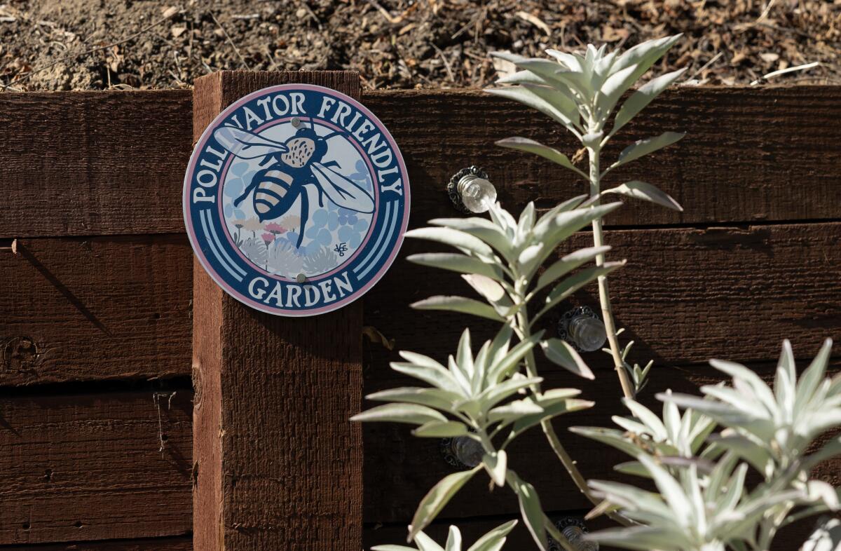 A round blue sign with a painted bee that reads "Pollinator Friendly Garden" next to a white sage plant. 