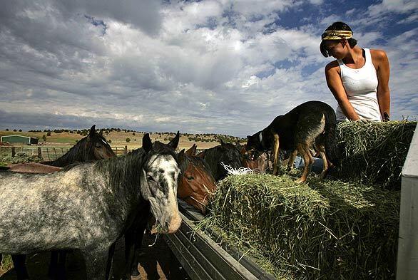 Horses follow a truck as intern Carolyn Schnurr tosses hay to them at Dream Catcher sanctuary in Lassen County, Calif. Confusion over the haven's former name, similar to one in Pearblossom that was closed for violations, means Dream Catcher is now in danger of going under.