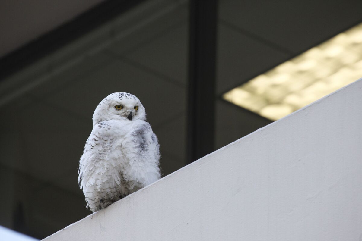 The snowy owl sits perched outside the Washington Post headquarters in Washington in January.