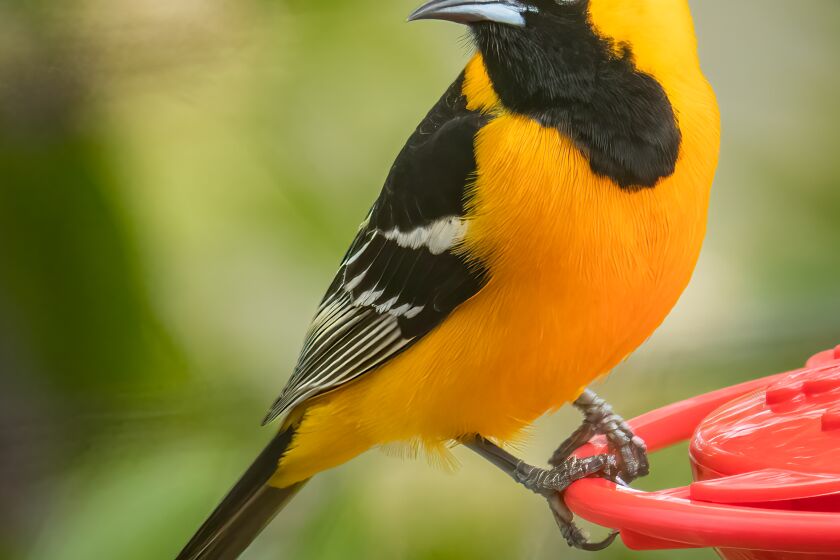 Black hooded orioles brighten our gardens throughout the summer.
