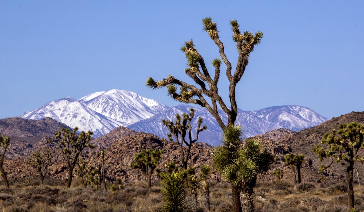Joshua trees and snow-capped Mt. San Jacinto are lit up by sunrise in Joshua Tree National Park in 2022.