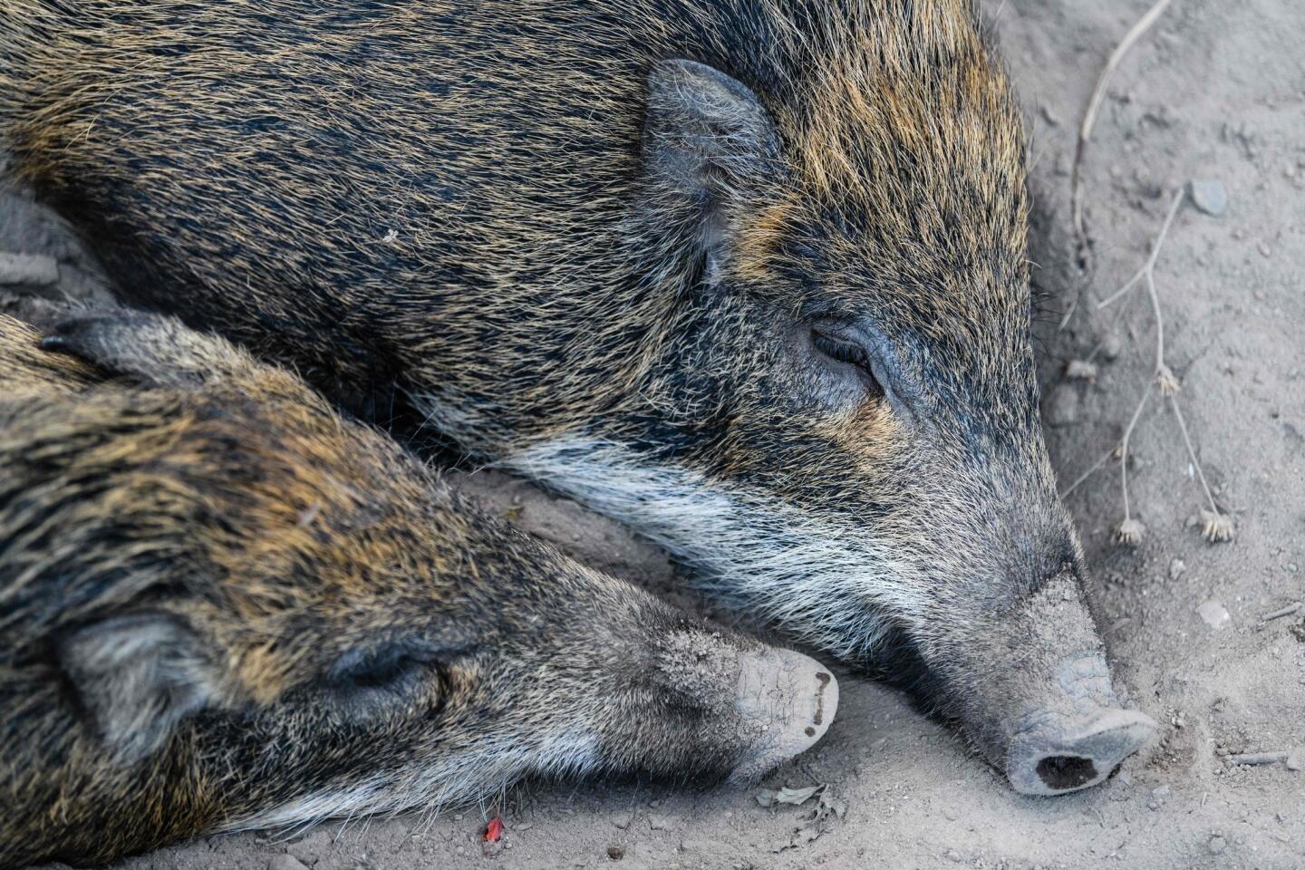 Hong Kong's wild boars