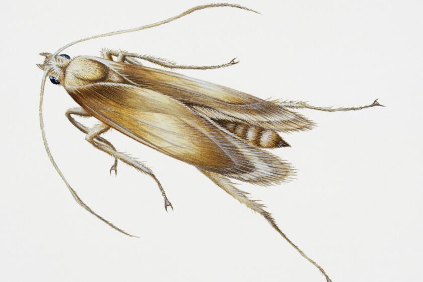 An illustration of the webbing clothes moth, Tineola bisselliella