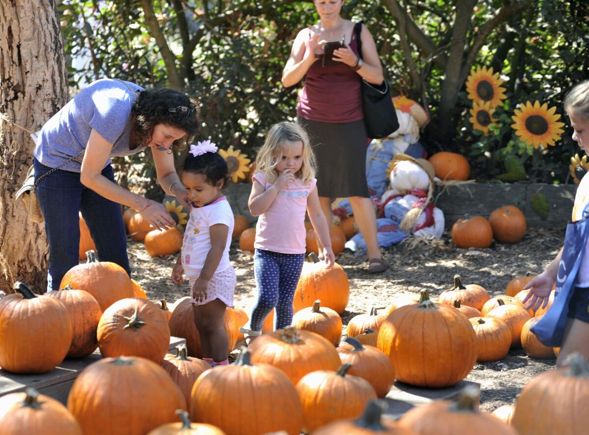 Families look for the perfect pumpkin during the 2017 Fall Faire and Pumpkin Patch at the Environmental Nature Center in Newport Beach.