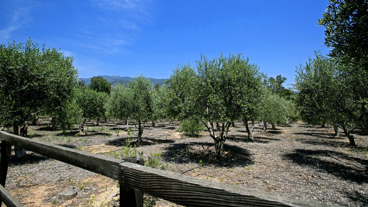 An olive orchard at the Ojai Olive Oil Company in the Ojai Valley. 