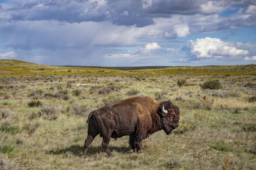 Bison in Montana. Photo by Craig Mellish, September 2019.