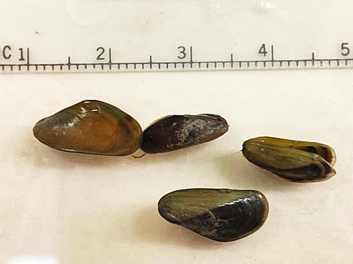 Golden Mussel Rocks Invasive mussels pose immediate threat to California's delta - Los ...