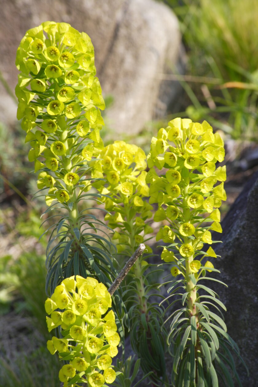 Euphorbia characias, native to the Mediterranean region, also does well in San Diego's climate.