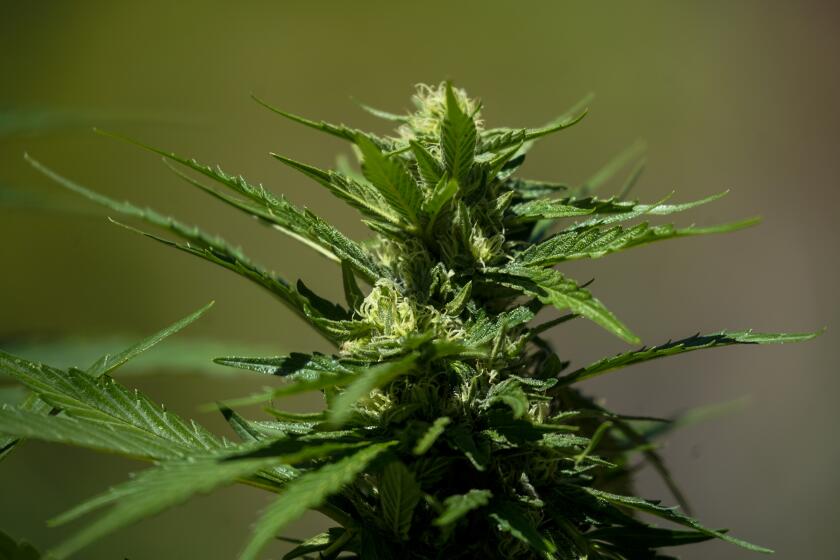 WHISKEY FALLS, CALIF. - AUGUST 20: A marijuana plant at an illegal Marijuana cultivation site in the Sierra National Forest on Tuesday, Aug. 20, 2019 in Whiskey Falls, Calif. (Kent Nishimura / Los Angeles Times)