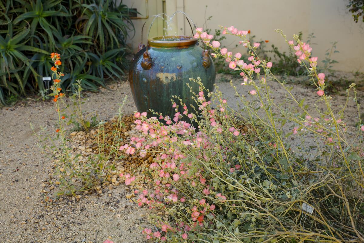 Bright blooms of apricot mallow (Sphaeralcea ambigua), right, a California desert native that blooms nearly year-round, appear in colorful cultivars and frame a frog fountain in the courtyard of the Manhattan Beach, yard of Sarah and Steven Olsen.