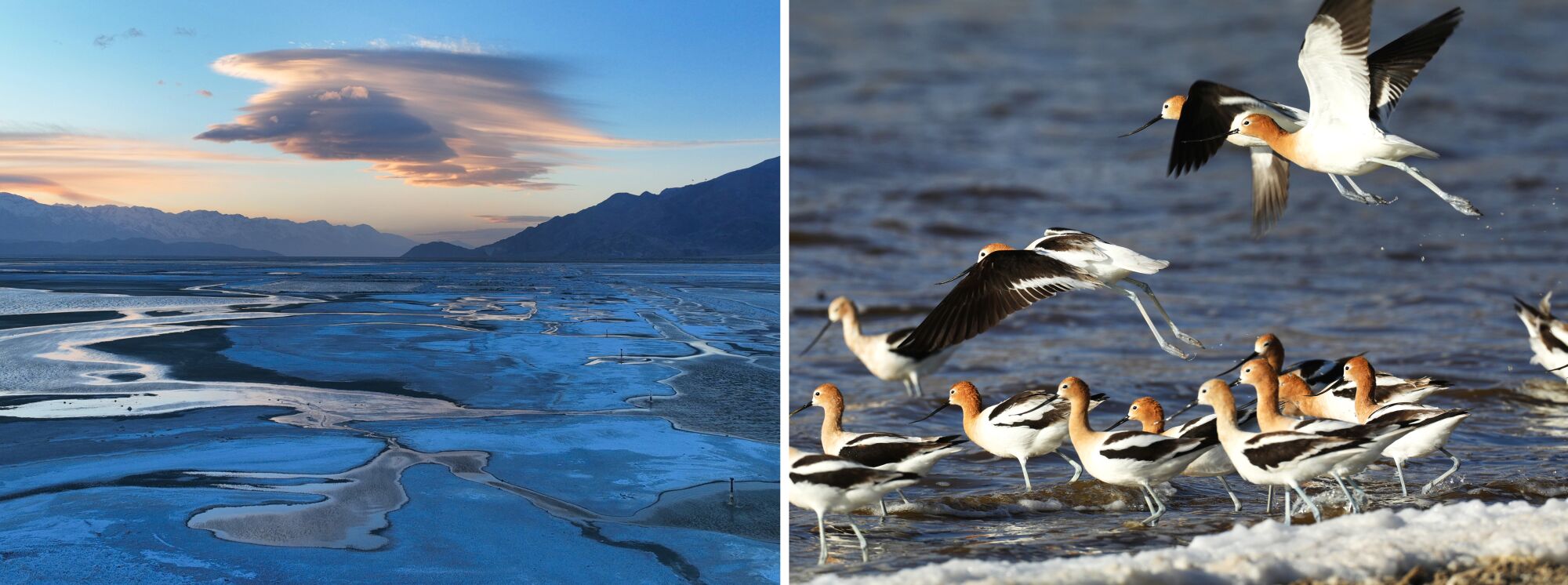 Diptych of an aerial view of Owens Lake, left, and American avocets feeding on brine 