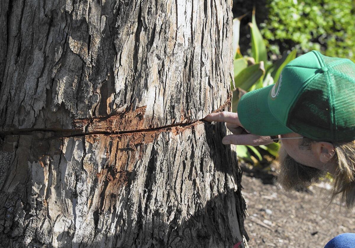 Circular one-inch cuts were made to eucalyptus trees lining the sidewalk paths between South Coast Highway and the Montage hotel in Laguna Beach.