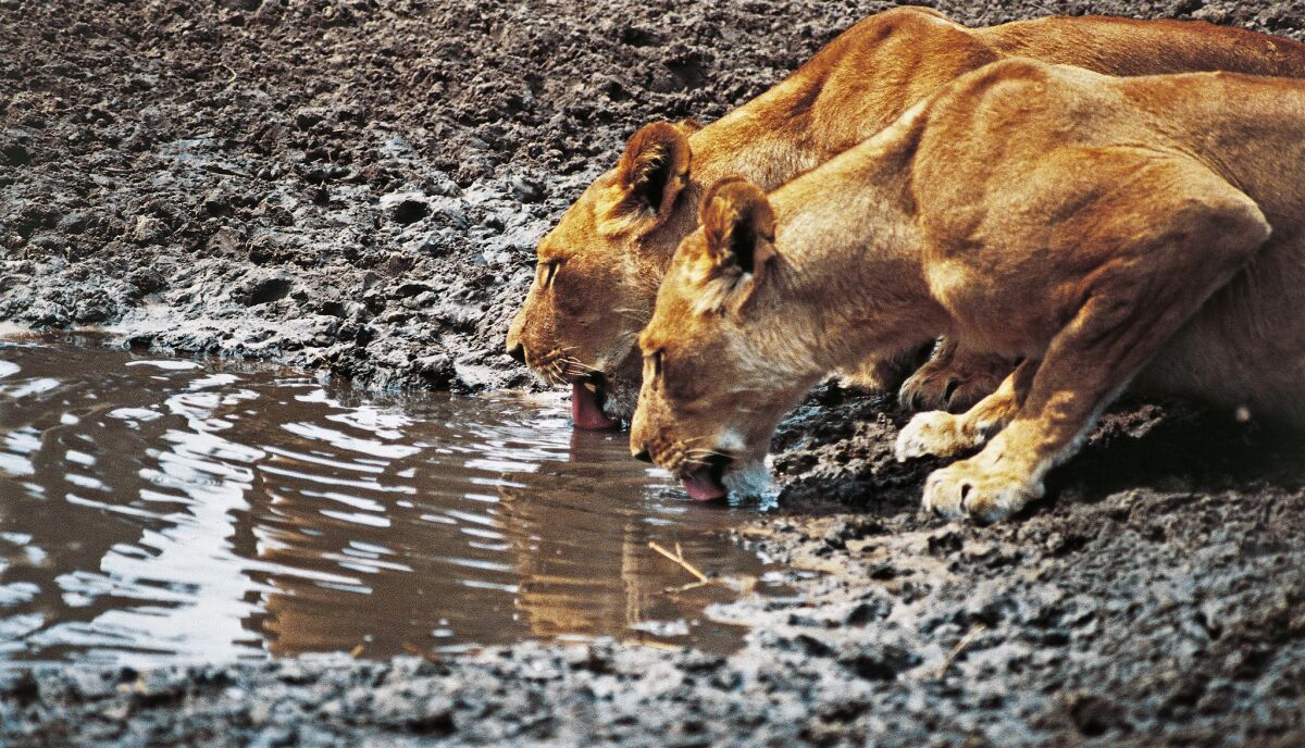 Lionesses drinking at a pond in the Savuti marsh area in Botswana.