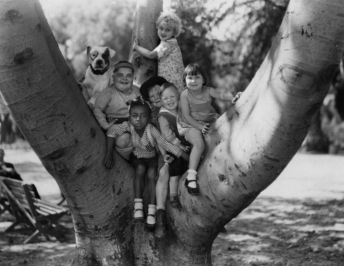 Cast of 'Our Gang' poses in a tree in 1935. From left to right: Patsy the dog, Joe Cobb, Farina, Harry Spear, Wheezer, Mary Ann Jackson, and Jean Darling standing.
