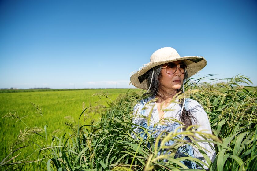 Portrait of Robin Koda in one of the farms rice fields on in South Dos Palos, CA. 