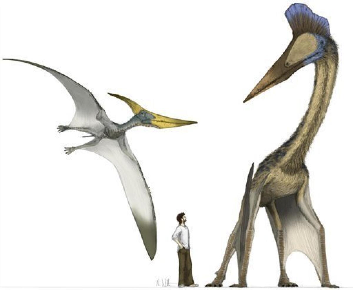 Size reference chart of various pterosaurs from around the world