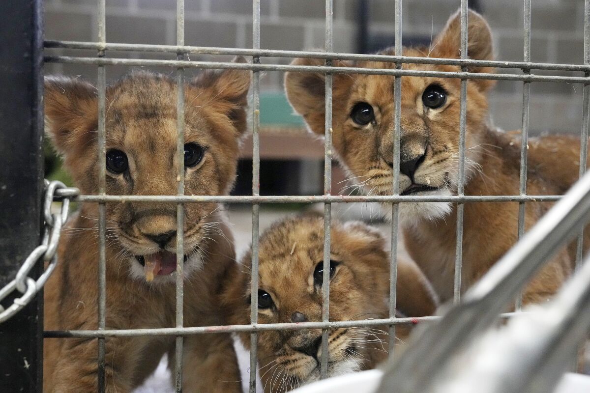 Lion cubs who were rescued from the war in Ukraine by the International Fund for Animal Welfare, adjust to their new home at The Wildcat Sanctuary, Wednesday, Nov. 30, 2022 in Sandstone, Minn. The cubs, who are orphans, were bound for the pet trade and spent the last three weeks at Poland's Poznan Zoo before flying to Minnesota. (Anthony Souffle/Star Tribune via AP)