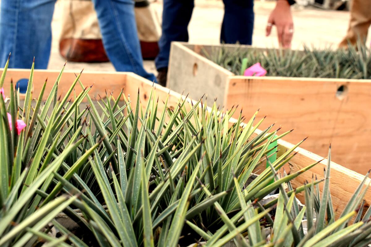 Joshua tree seedlings in wooden boxes