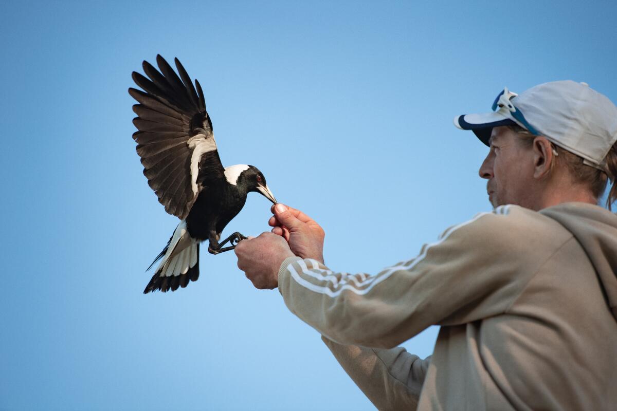 Bird trainer Paul Mander works with a wild Australian magpie for Netflix's "Penguin Bloom."