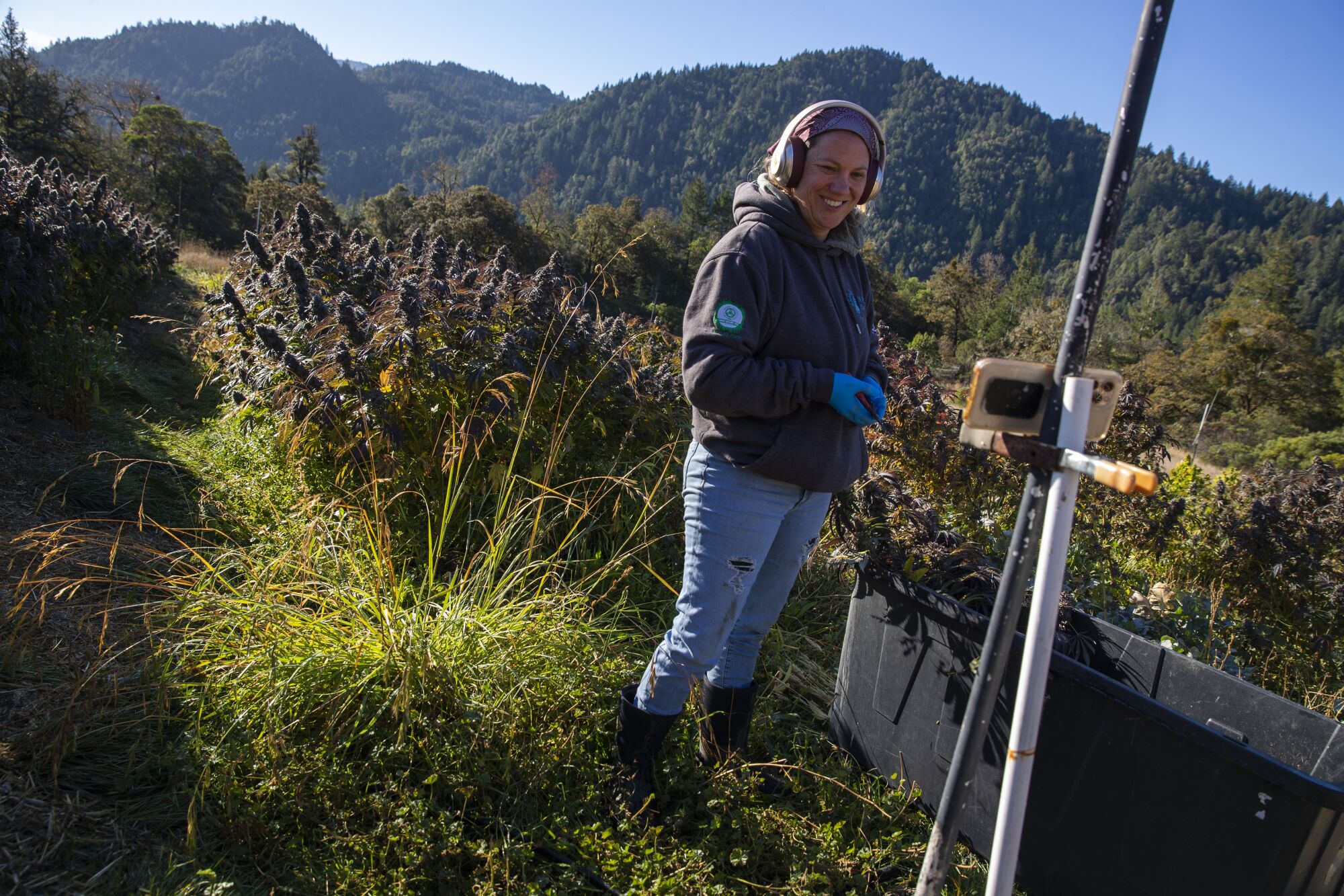 A cannabis farmer at work.