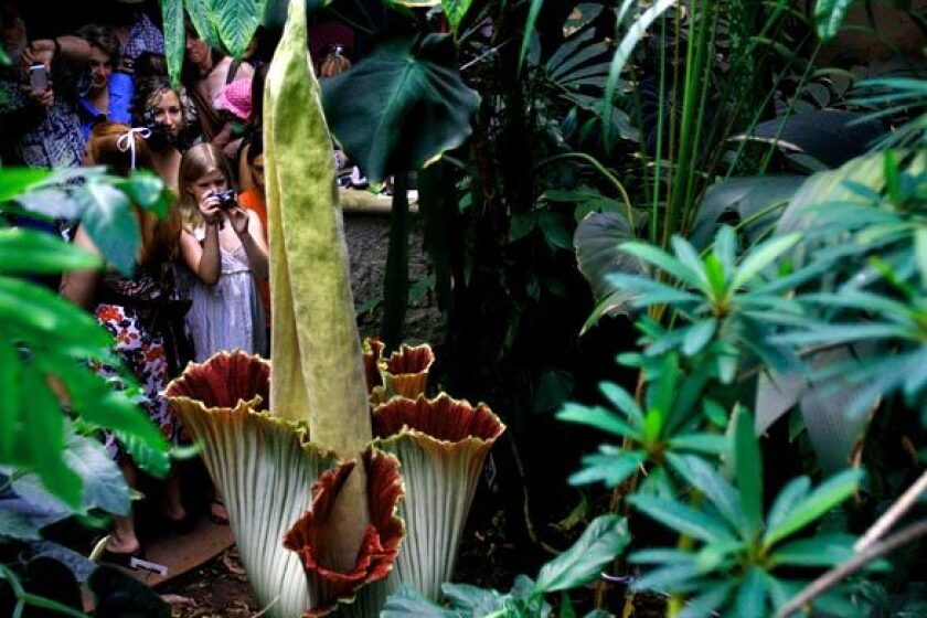 Visitors view and smell the corpse flower at the Huntington in 2009. This year, you can view it on YouTube.