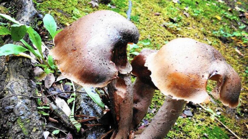 Recent rains spurred growth in the L.A. area. These mushrooms sprouted at the foot of a tree in front of a Beverly Hills home.