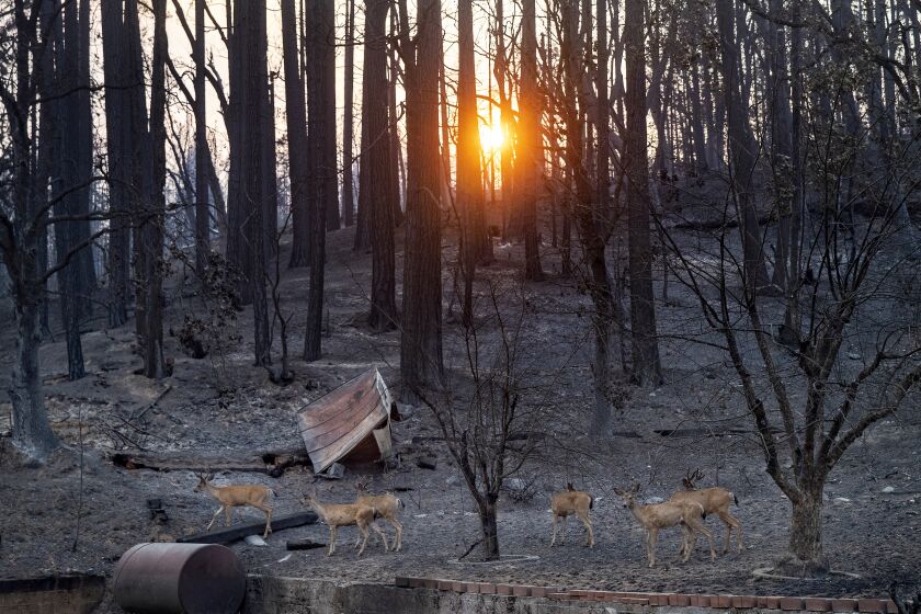 GREENVILLE, CA - AUGUST 08, 2021: Deer, searching for food at the end of the day, make their way past scorched trees caused by the Dixie Fire, as seen along Main St. in the town of Greenville. (Mel Melcon / Los Angeles Times)