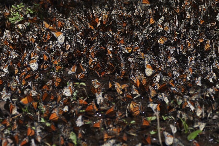 FILE - Monarch butterflies gather on a shrub at Piedra Herrada sanctuary in the mountains near Valle de Bravo, Mexico, Wednesday, Jan. 4, 2023. In the annual monarch population report released on Tuesday, March 21, the number of monarch butterflies wintering in the mountains of central Mexico dropped by 22%, and the number of trees lost in their favored wintering ground more than tripled compared to last year. (AP Photo/Marco Ugarte, File)